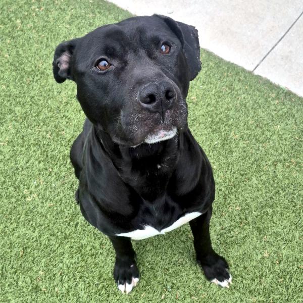 Jorel, Adoptable, Adult Male Pit Bull Terrier.