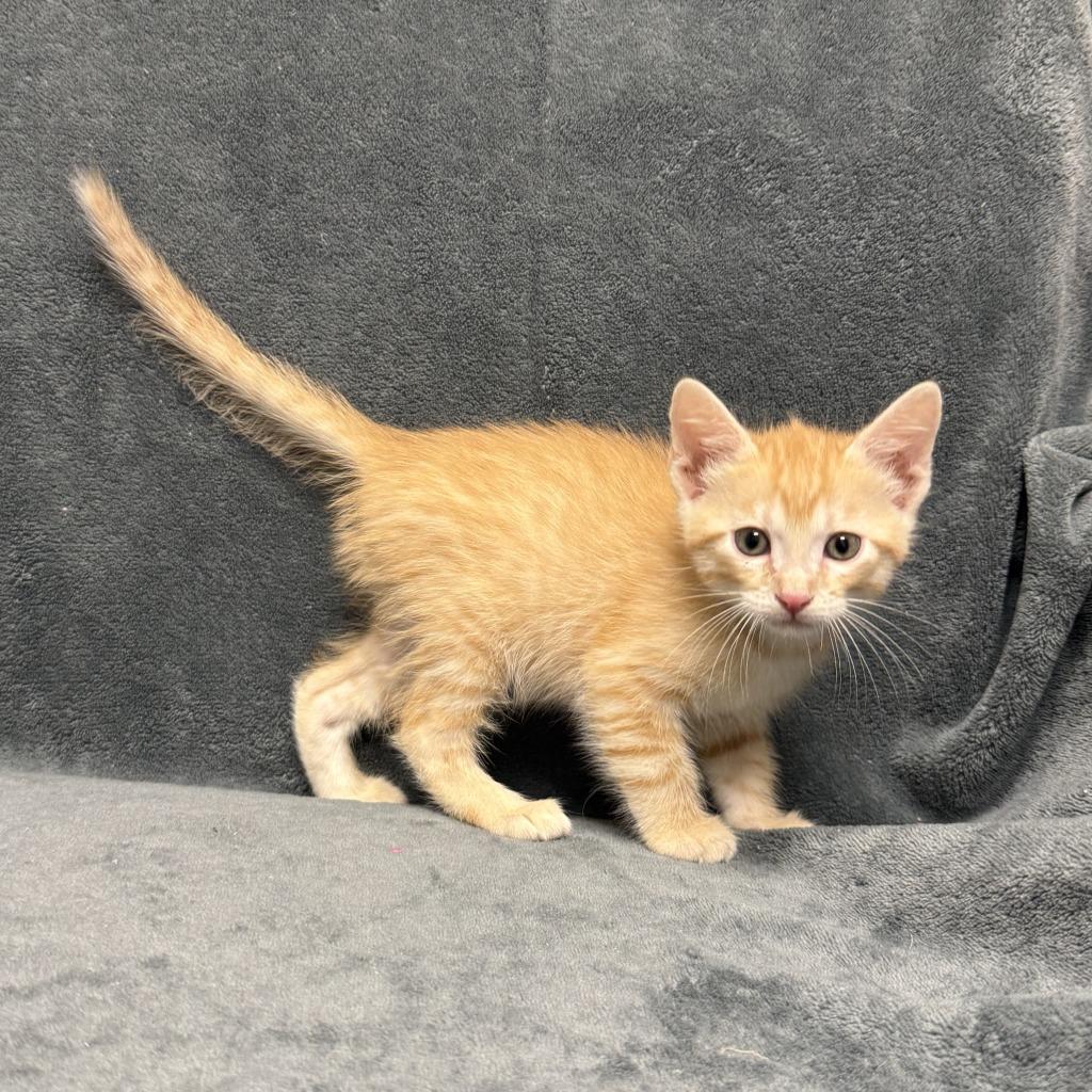 Kyle, a Adoptable mixed breed in Brenham, TX image 2/6
