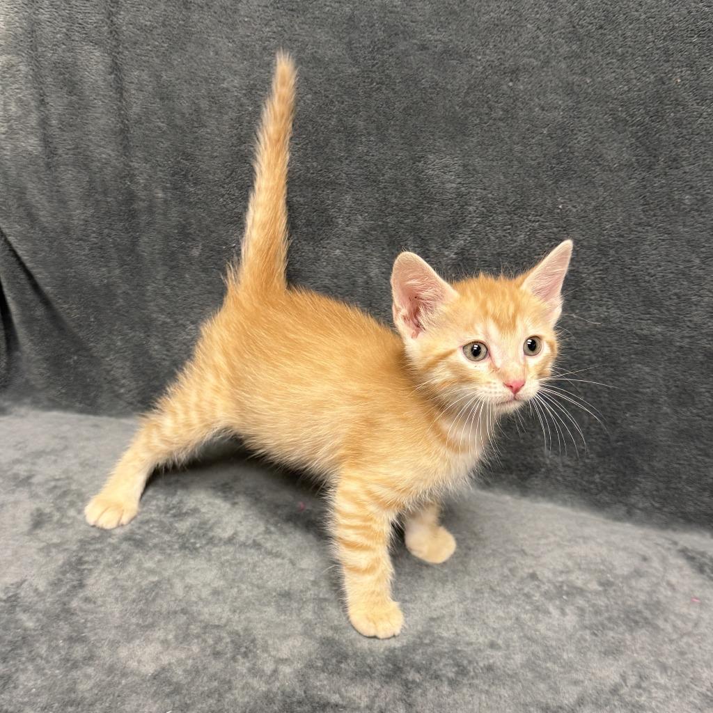 Kyle, a Adoptable mixed breed in Brenham, TX image 5/6