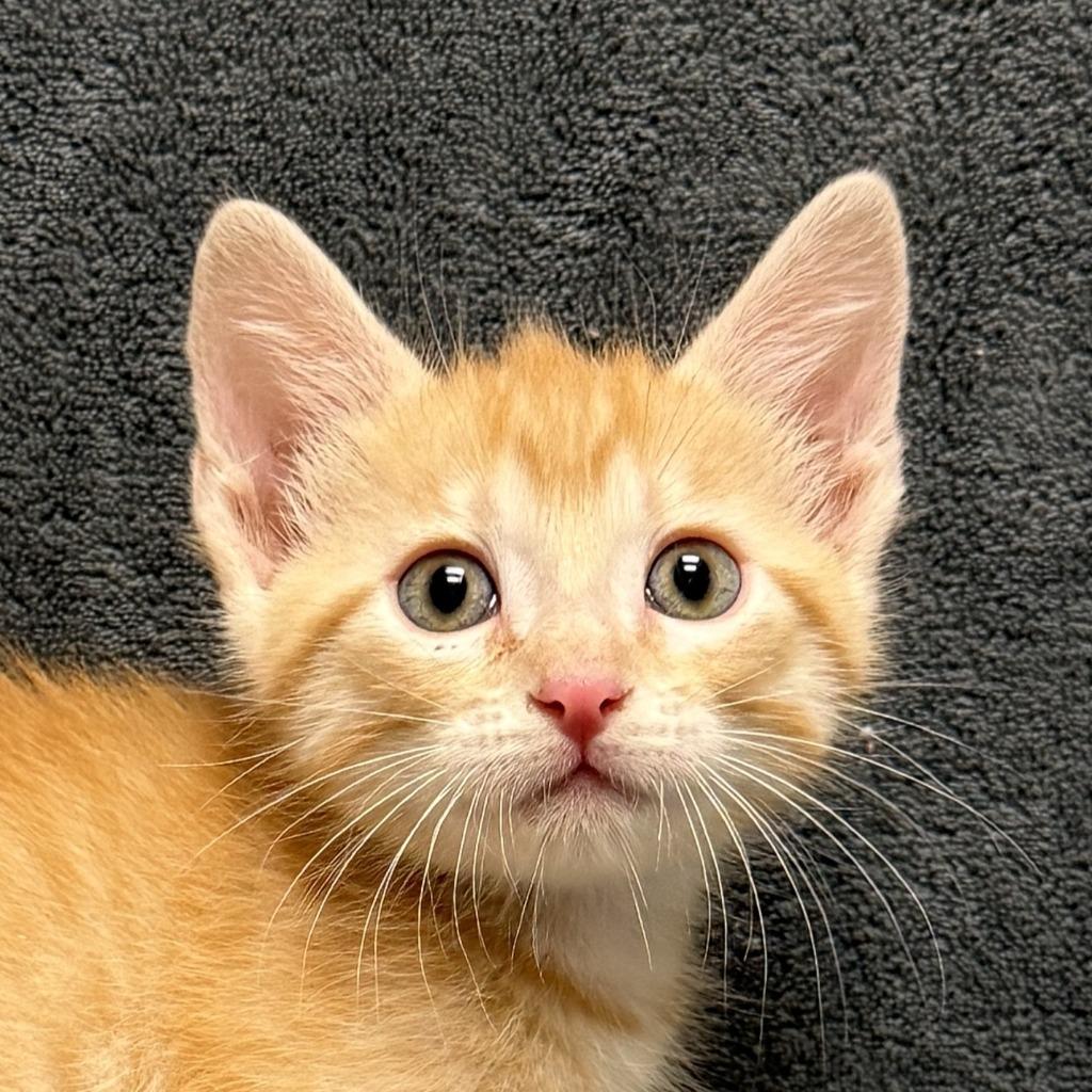 Kyle, Adoptable, Kitten Male Domestic Short Hair.