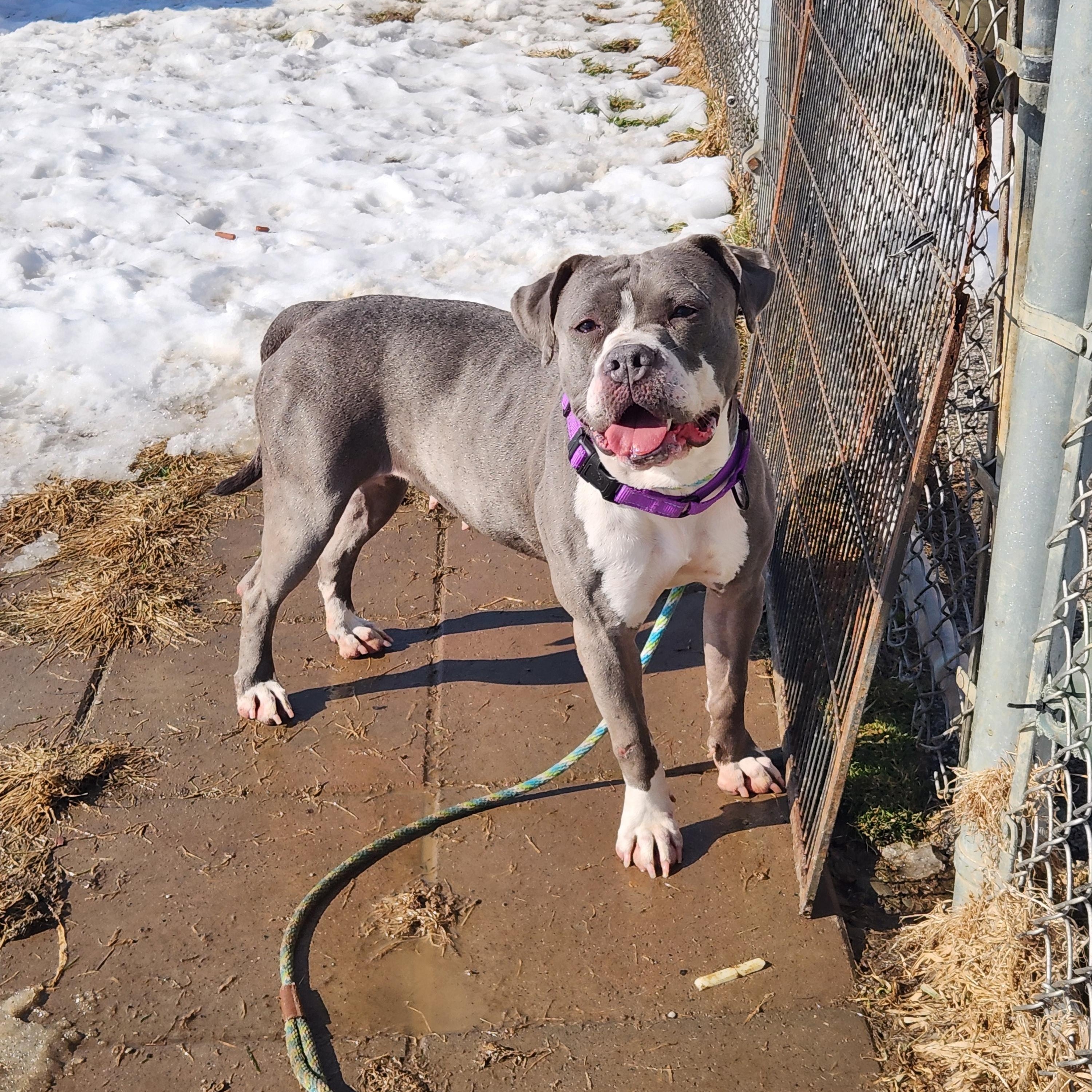 Cricket, adoptable, Adult Female Pit Bull Terrier.