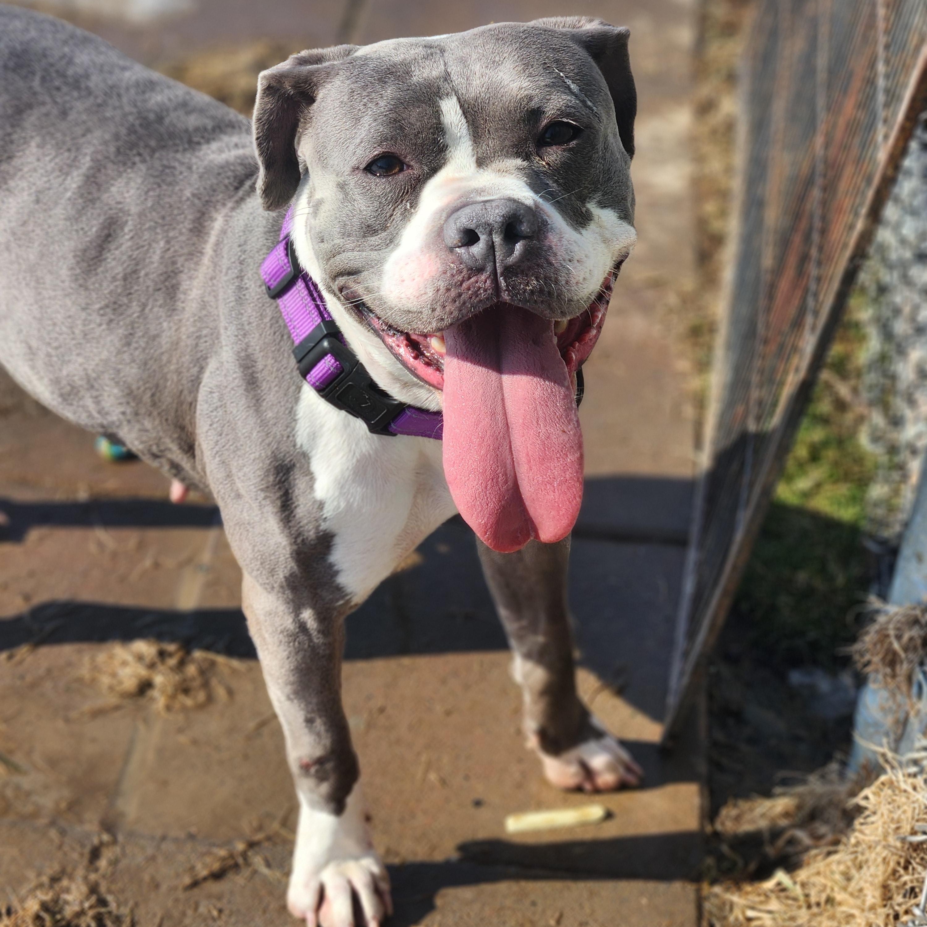 Enlarge Cricket, an adoptable mixed breed in Warren, OH image 2/3