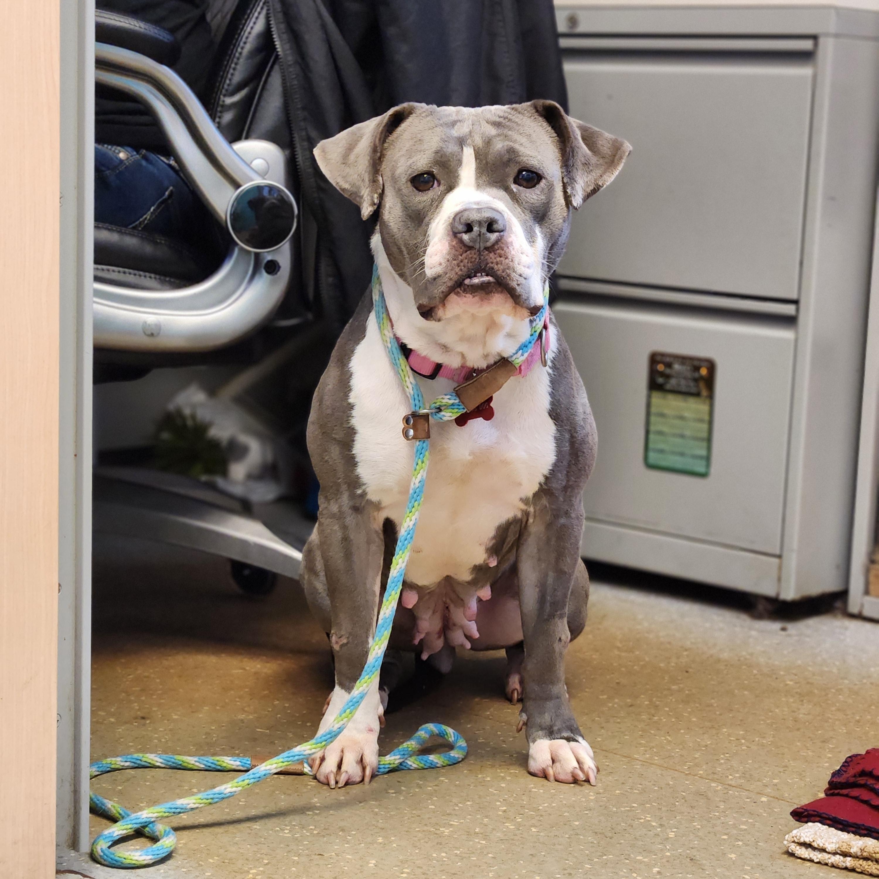 Enlarge Cricket, an adoptable mixed breed in Warren, OH image 3/3