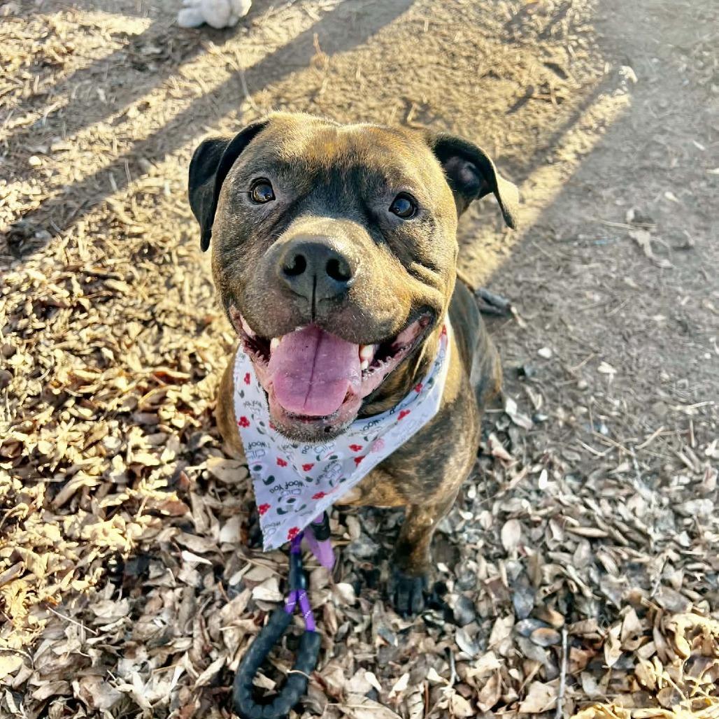 Duke, Adoptable, Adult Male Mixed Breed & Mixed Breed.