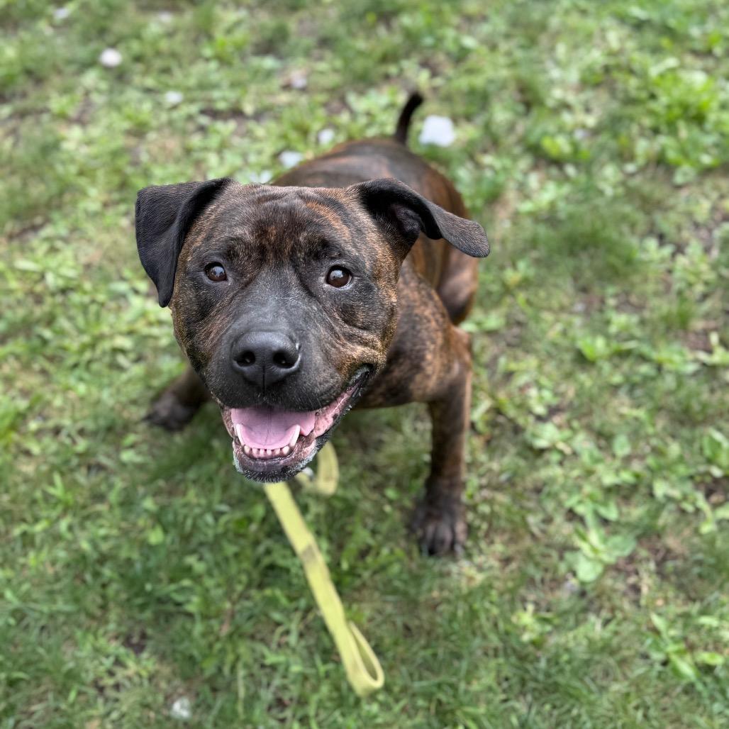 Enlarge Duke, a Adoptable mixed breed in Oshkosh, WI image 1/5