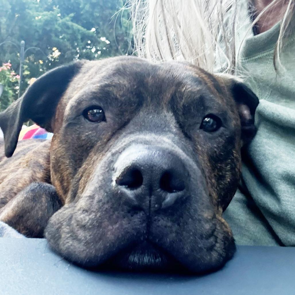 Enlarge Duke, a Adoptable mixed breed in Oshkosh, WI image 2/5