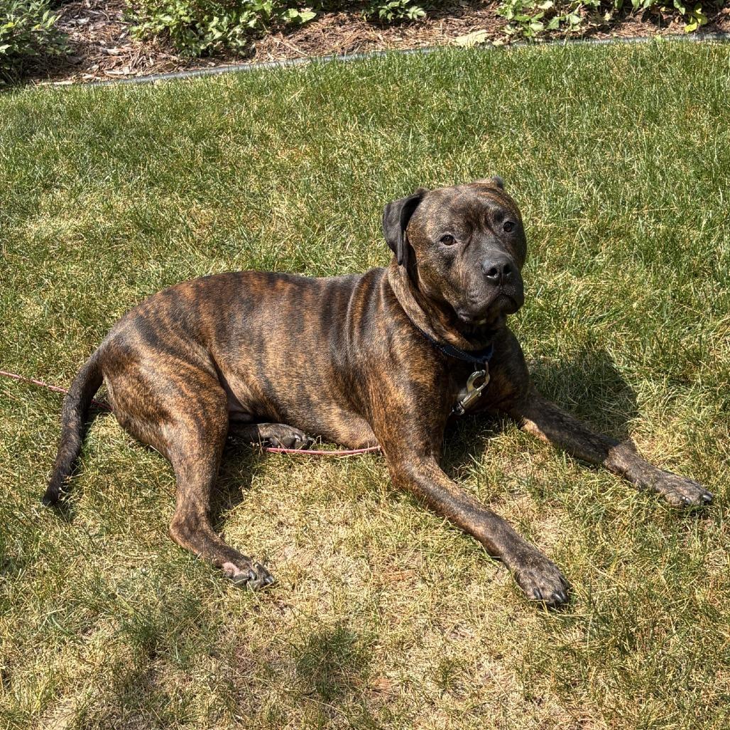 Duke, a Adoptable mixed breed in Oshkosh, WI image 3/6