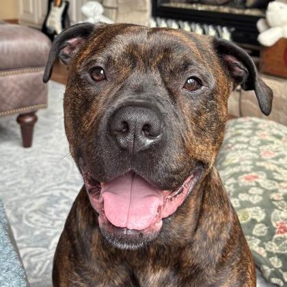 Enlarge Duke, a Adoptable mixed breed in Oshkosh, WI image 3/5