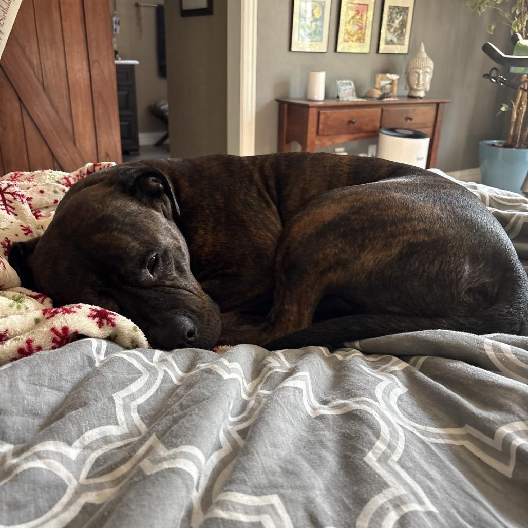 Duke, a Adoptable mixed breed in Oshkosh, WI image 4/6