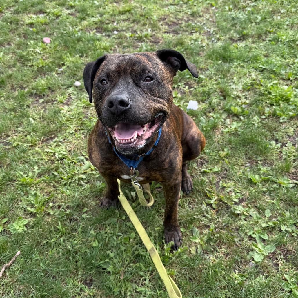 Enlarge Duke, a Adoptable mixed breed in Oshkosh, WI image 4/5
