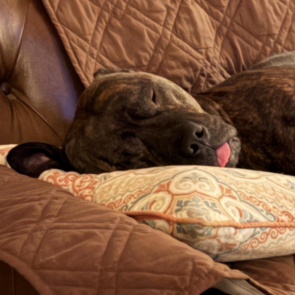 Duke, a Adoptable mixed breed in Oshkosh, WI image 5/6