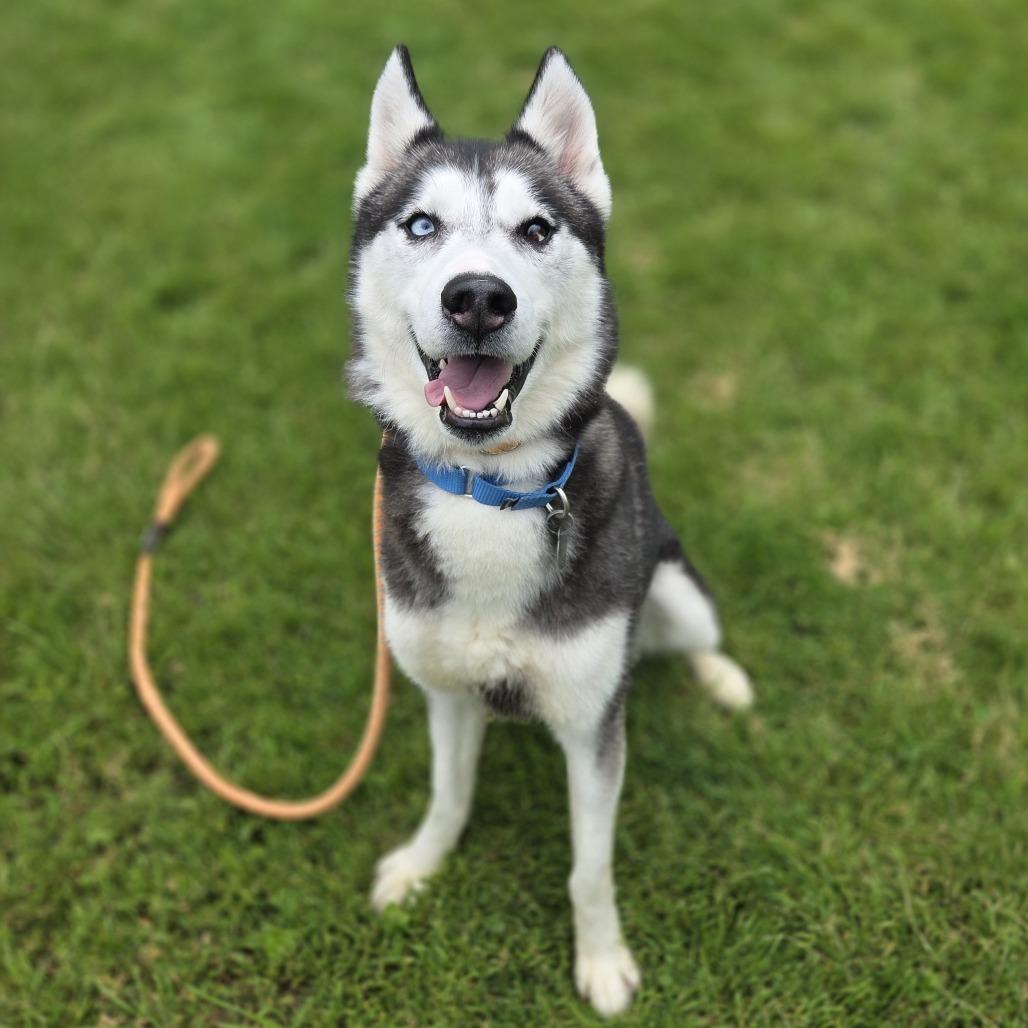 Mishka, Adoptable, Adult Male Husky.
