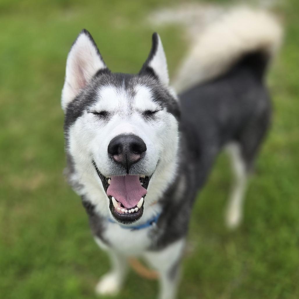 Enlarge Mishka, a Adoptable Husky in Pittsford, VT image 2/3