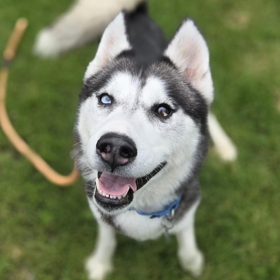Enlarge Mishka, a Adoptable Husky in Pittsford, VT image 3/3