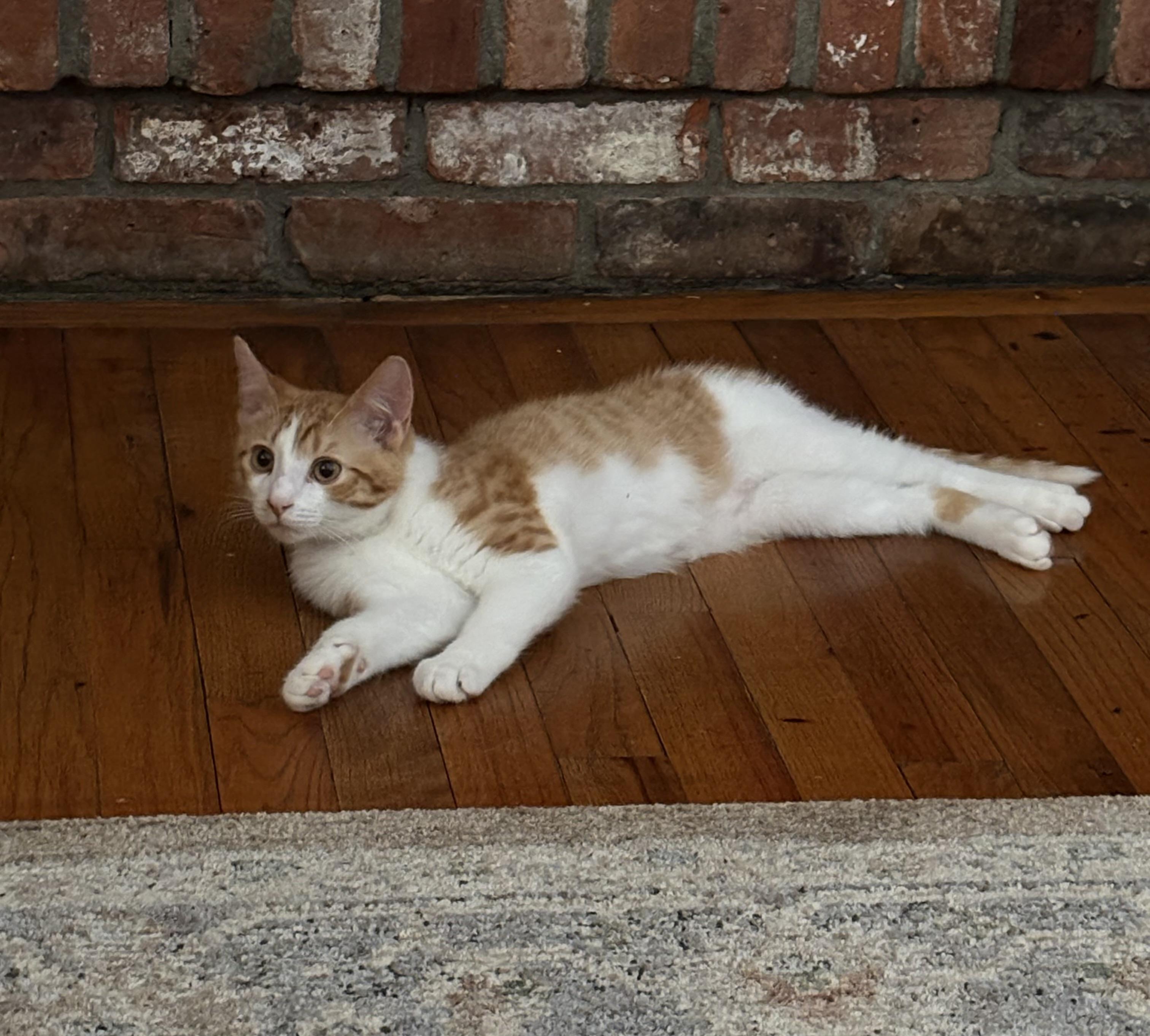 Queso, adopted, Kitten Male Domestic Short Hair.