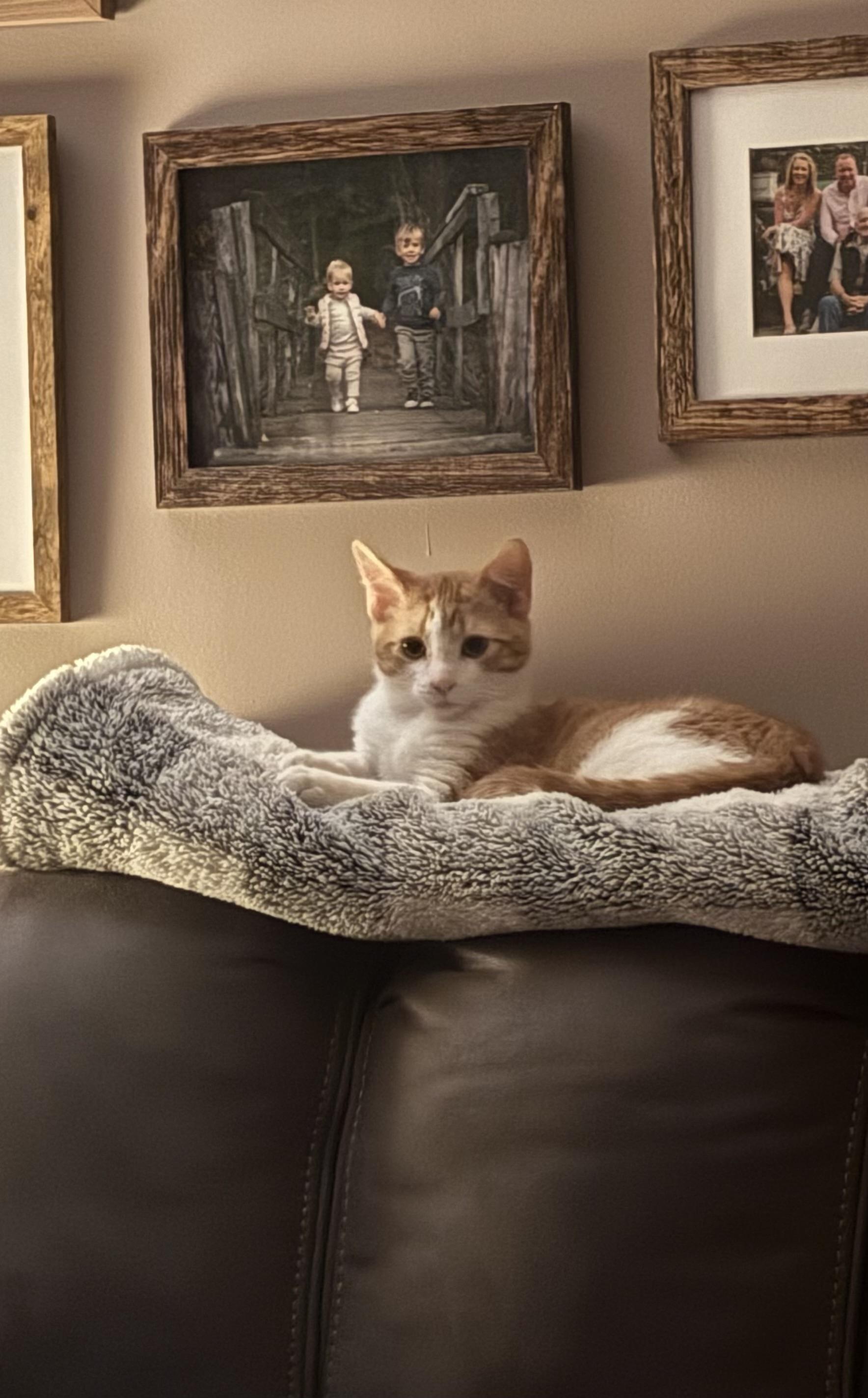 Queso, an adopted Domestic Short Hair in Salt Point, NY image 2/2