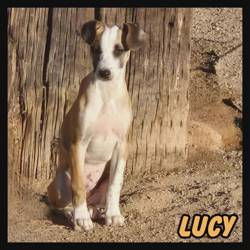 Lucy, a Adoptable Mixed Breed in Mesa, AZ image 1/4