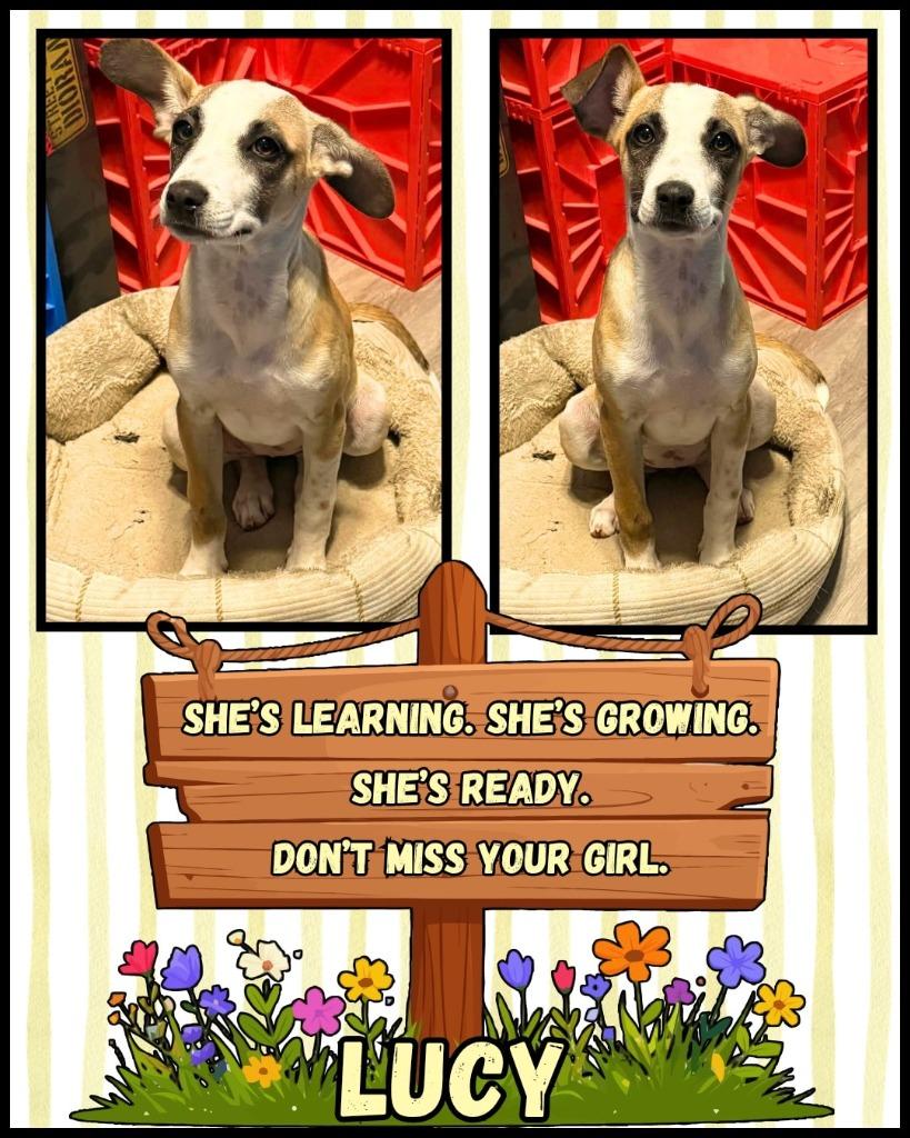 Lucy, a Adoptable Mixed Breed in Mesa, AZ image 2/4