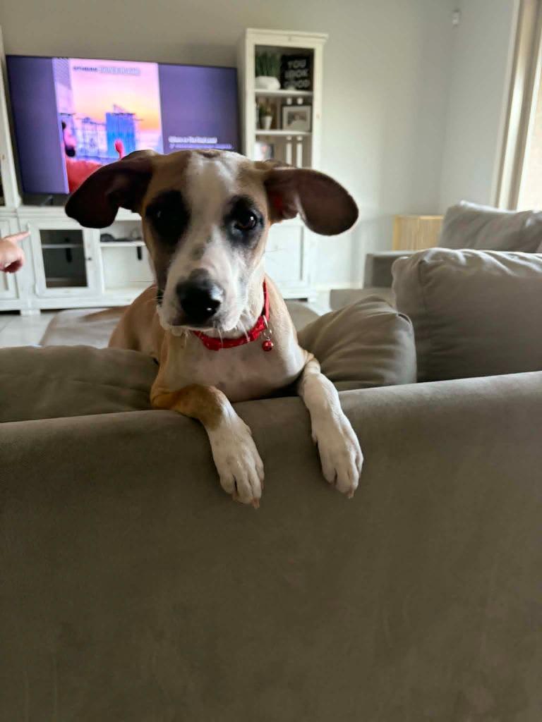 Enlarge Lucy, a Adoptable Mixed Breed in Mesa, AZ image 3/6