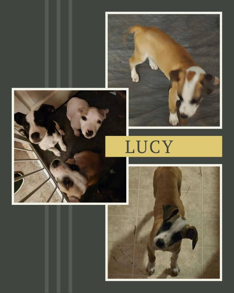 Lucy, a Adoptable Mixed Breed in Mesa, AZ image 3/4