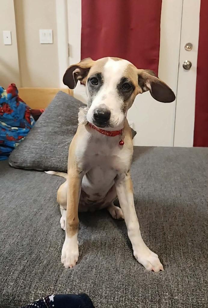 Enlarge Lucy, a Adoptable Mixed Breed in Mesa, AZ image 4/5