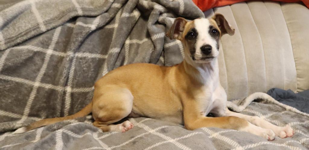 Lucy, a Adoptable Mixed Breed in Mesa, AZ image 4/4