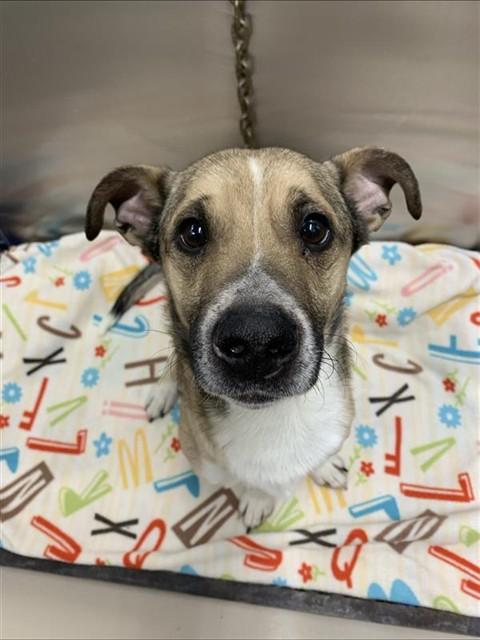 BANDIT, Adoptable, Adult Male Chihuahua & Labrador Retriever.