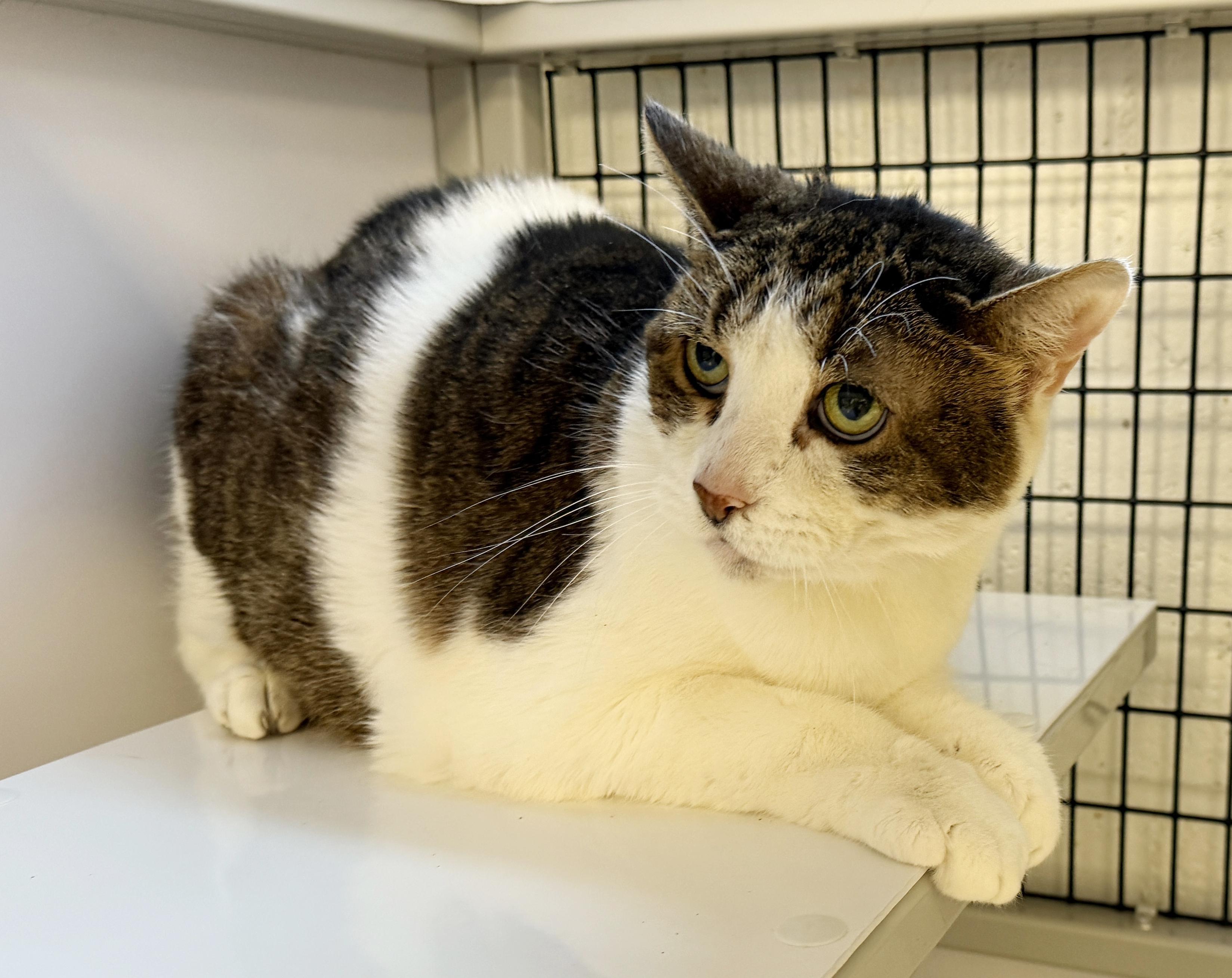 Enlarge LOCAL CAT: Muffin, Heartbroken Lady, a ADOPTABLE mixed breed in Clayville, RI image 6/6