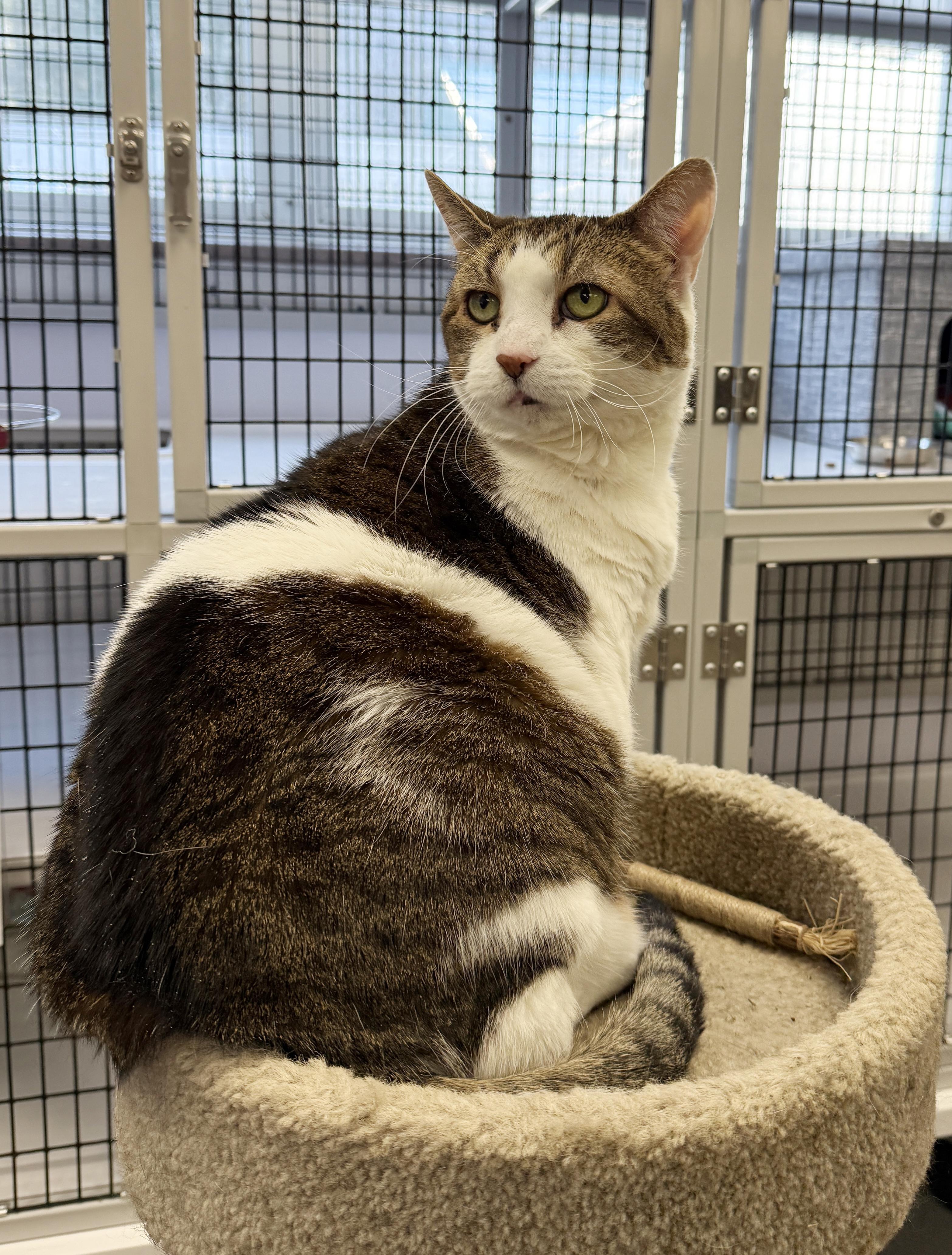 Enlarge LOCAL CAT: Muffin, Heartbroken Lady, a ADOPTABLE mixed breed in Clayville, RI image 5/6