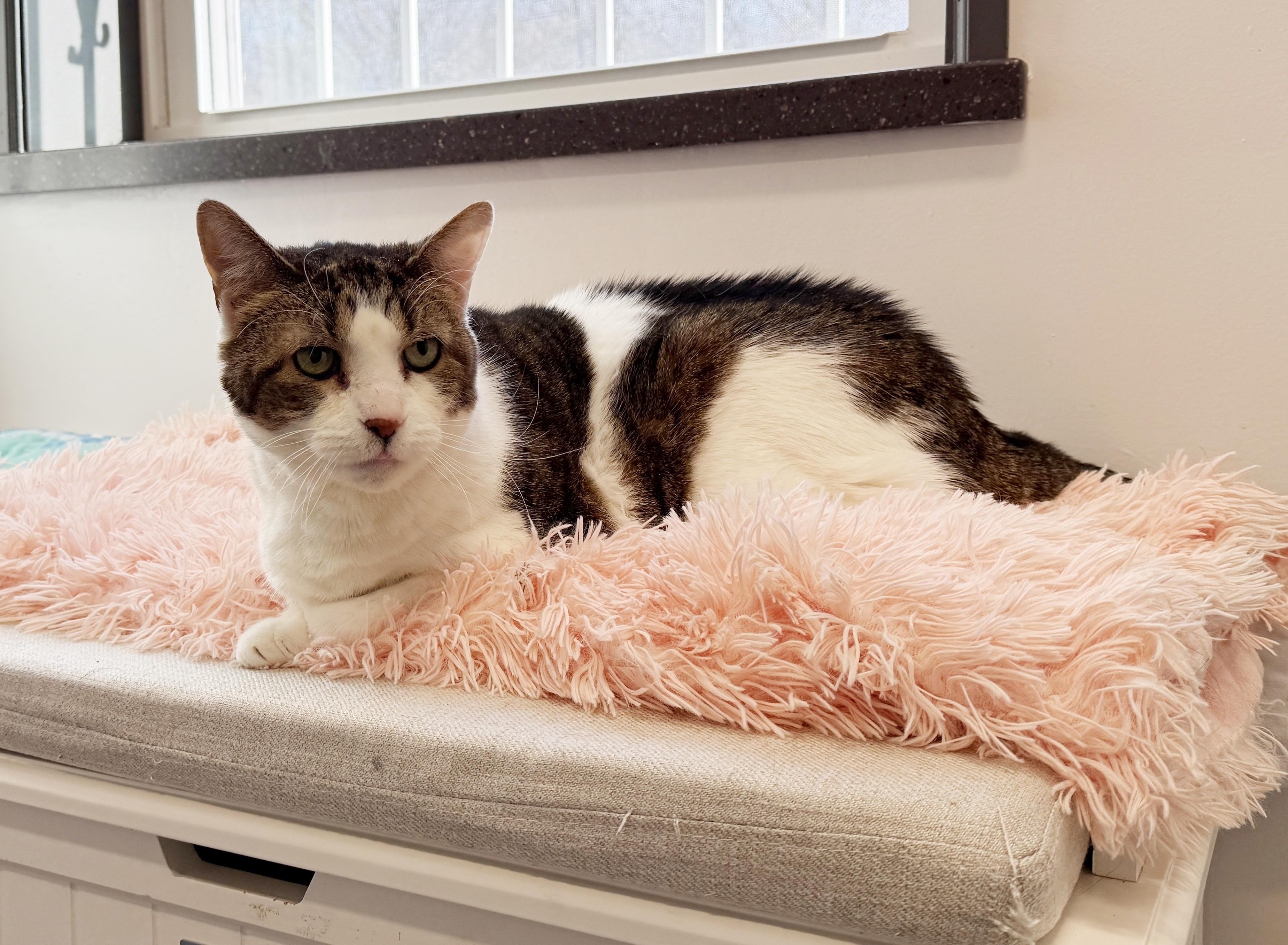 Enlarge LOCAL CAT: Muffin, Heartbroken Lady, a ADOPTABLE mixed breed in Clayville, RI image 3/6