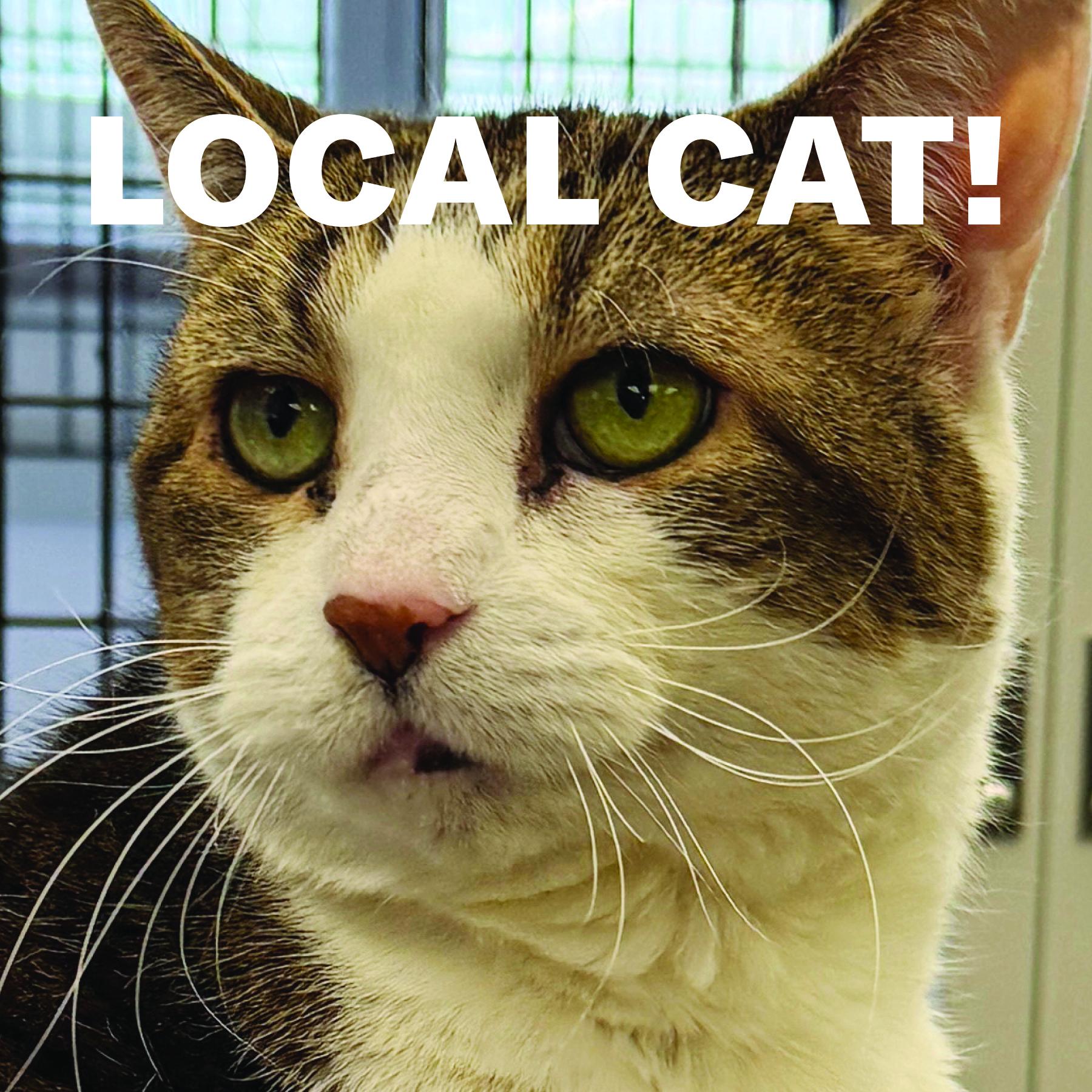 Enlarge LOCAL CAT: Muffin, Heartbroken Lady, a ADOPTABLE mixed breed in Clayville, RI image 2/6