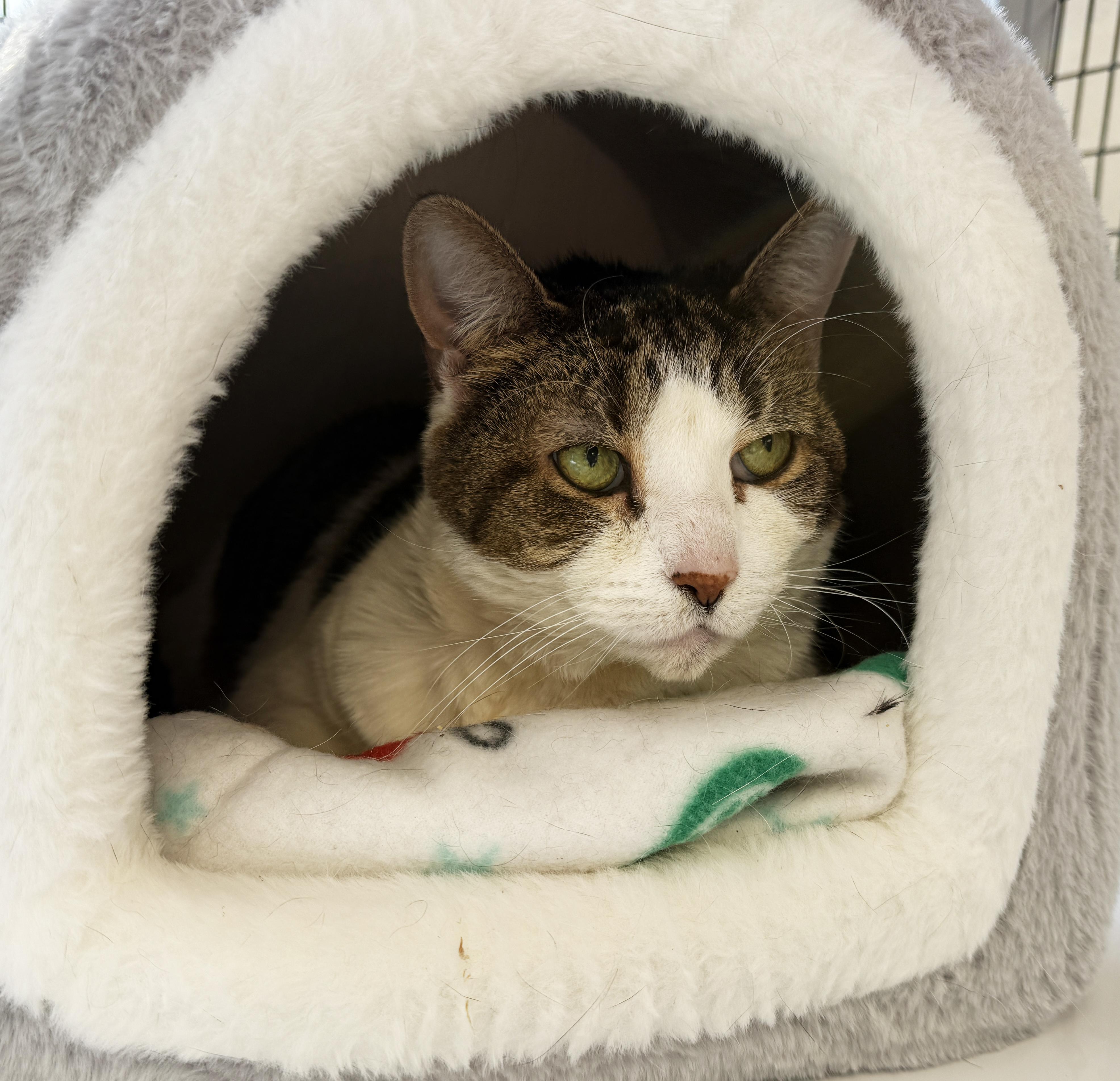 Enlarge LOCAL CAT: Muffin, Heartbroken Lady, a ADOPTABLE mixed breed in Clayville, RI image 4/6