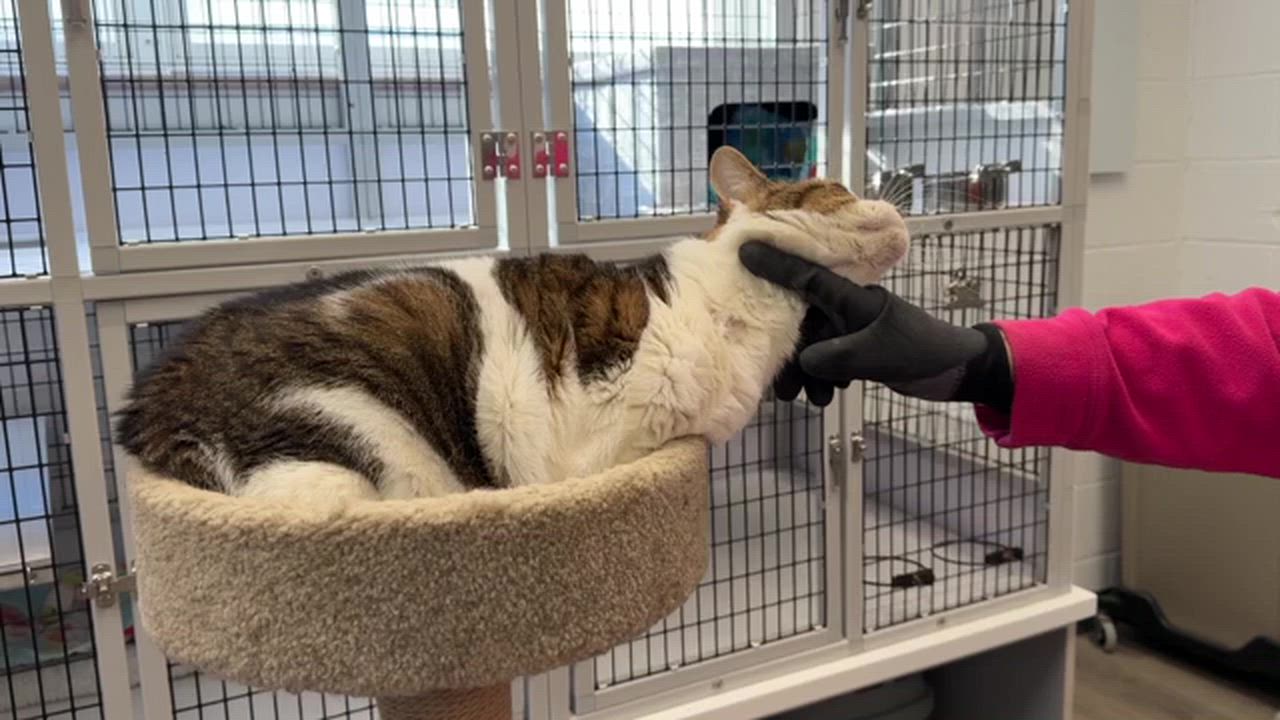 Enlarge LOCAL CAT: Muffin, Heartbroken Lady, a ADOPTABLE mixed breed in Clayville, RI video 1/6