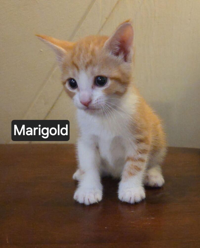 Marigold (Lehigh Litter), Adopted, Kitten Female Domestic Short Hair.
