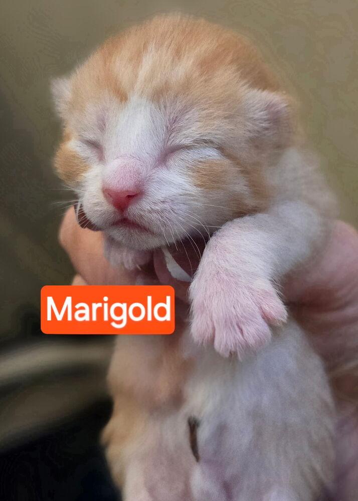 Marigold (Lehigh Litter), a Adopted Domestic Short Hair in Telford, PA image 2/2