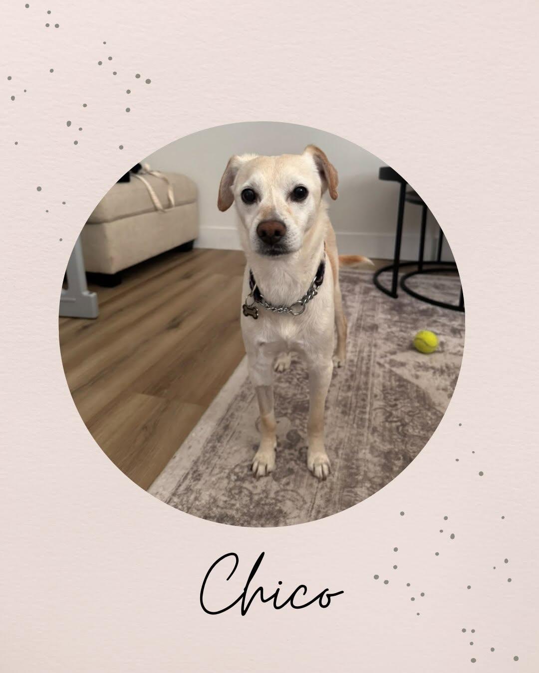 CHICO, Adoptable, Adult Male Chihuahua.