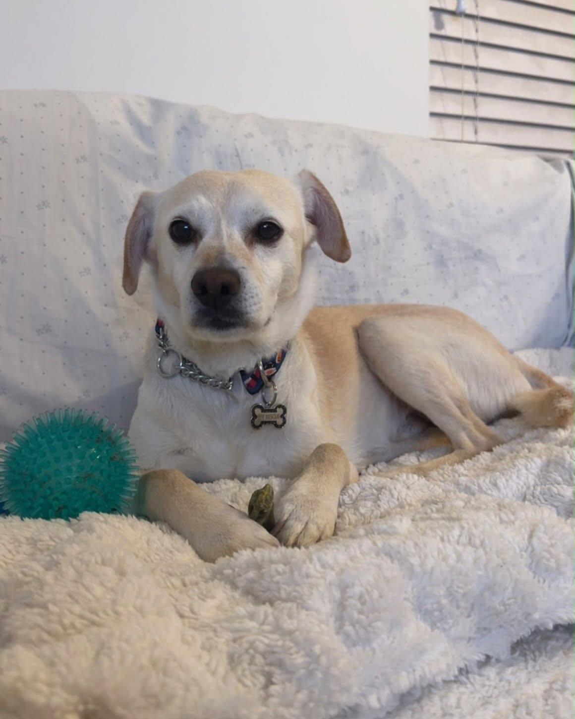 Enlarge CHICO, a Adoptable mixed breed in Coquitlam, BC image 4/6