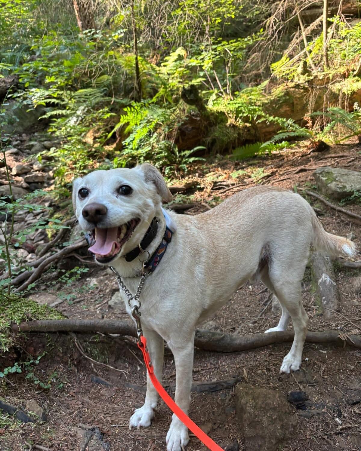 Enlarge CHICO, a Adoptable mixed breed in Coquitlam, BC image 5/6
