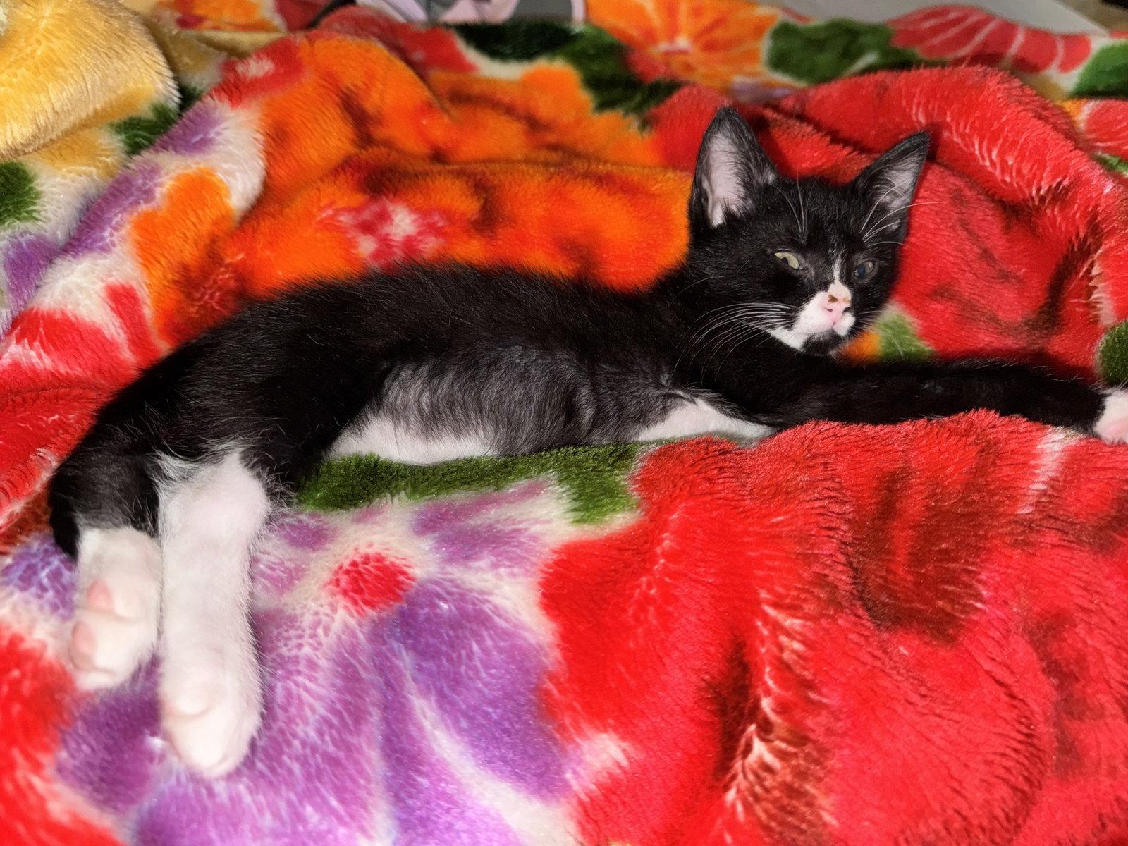 Ernie, Adoptable, Young Male Domestic Short Hair.