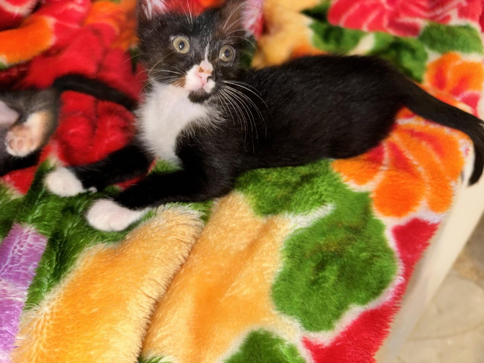 Enlarge Ernie, a Adoptable Domestic Short Hair in Orlando, FL image 2/3