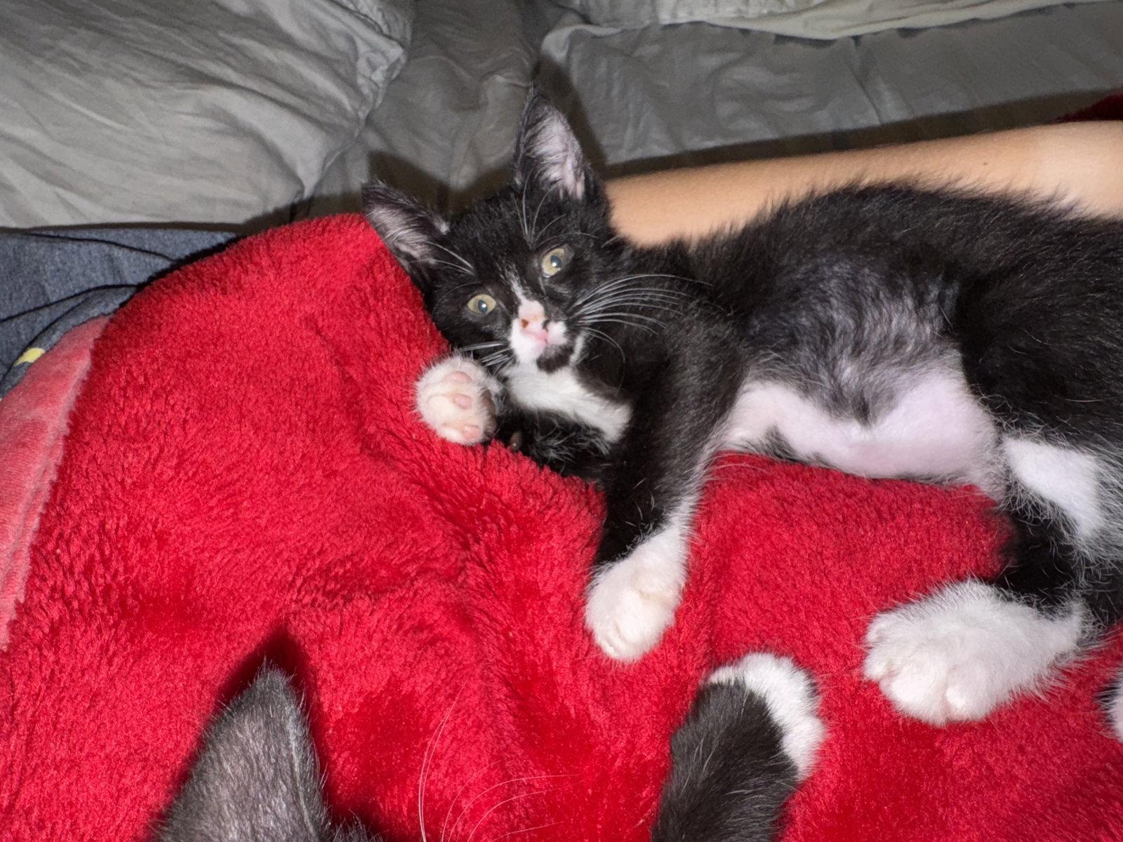 Enlarge Ernie, a Adoptable Domestic Short Hair in Orlando, FL image 3/3