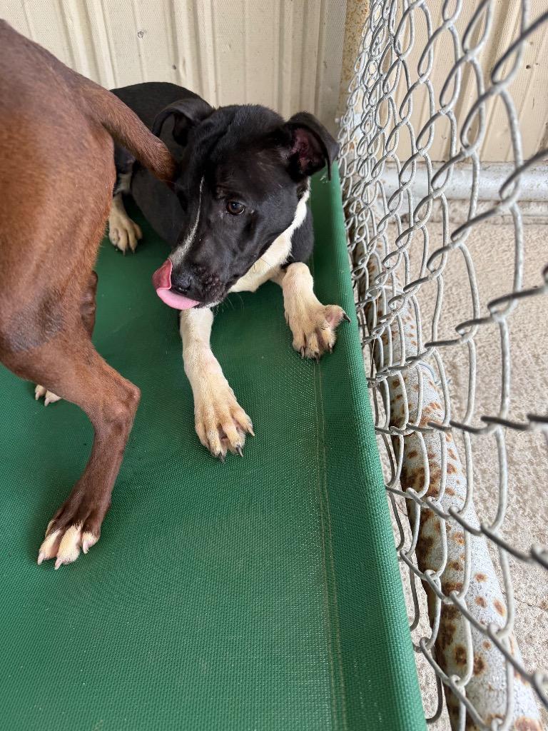 Enlarge batman, a Adopted mixed breed in Centralia, IL image 1/1