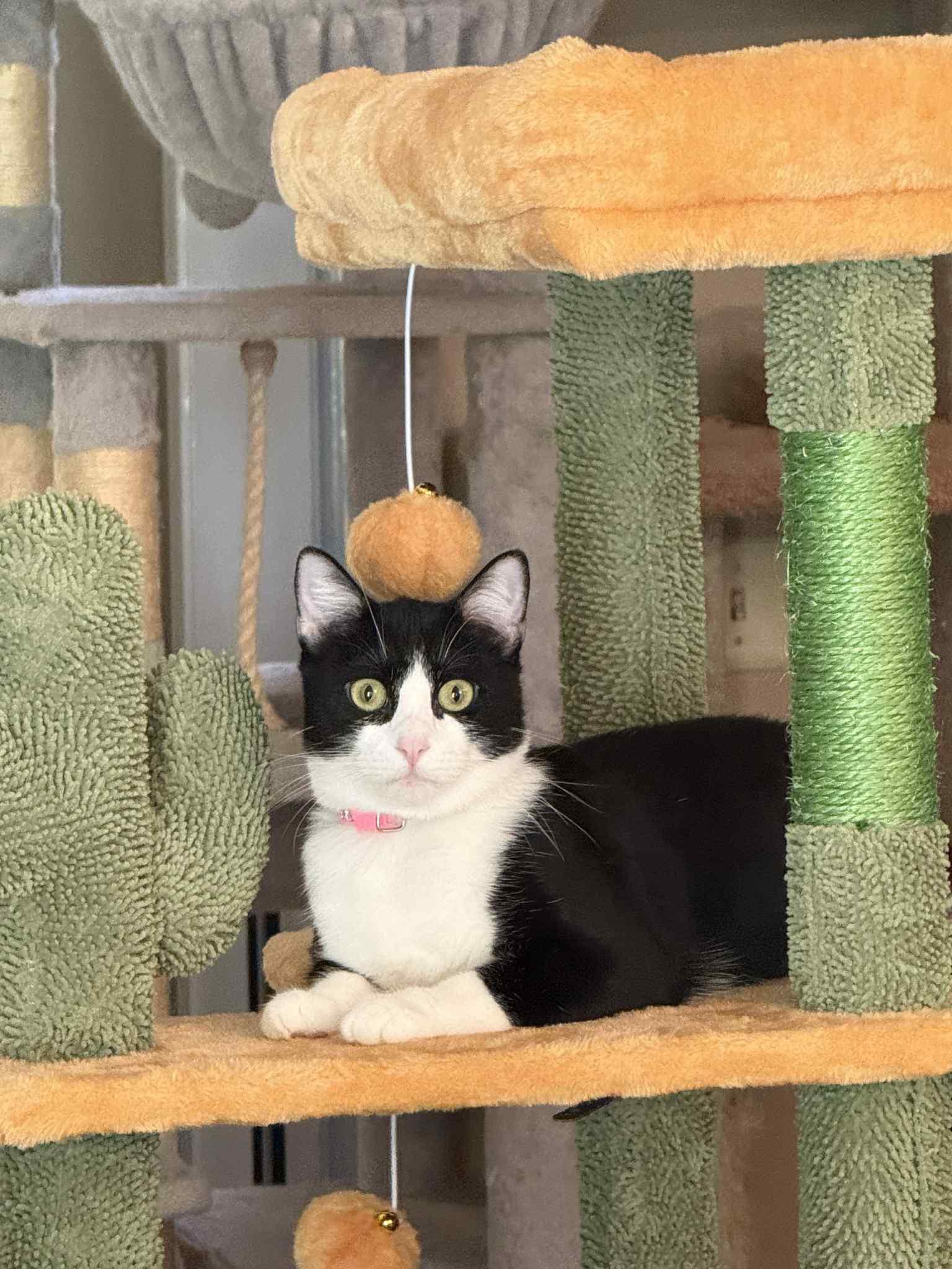 Enlarge Tinker, a Adoptable Domestic Short Hair in Paris, TX image 1/2