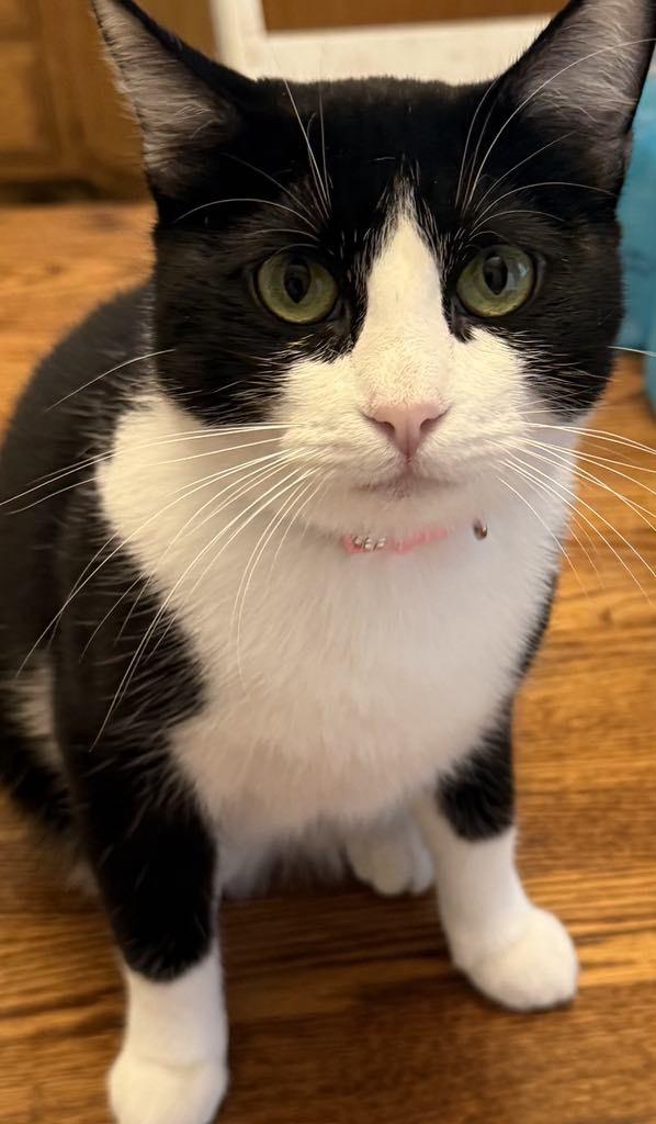 Enlarge Tinker, a Adoptable Domestic Short Hair in Paris, TX image 2/2