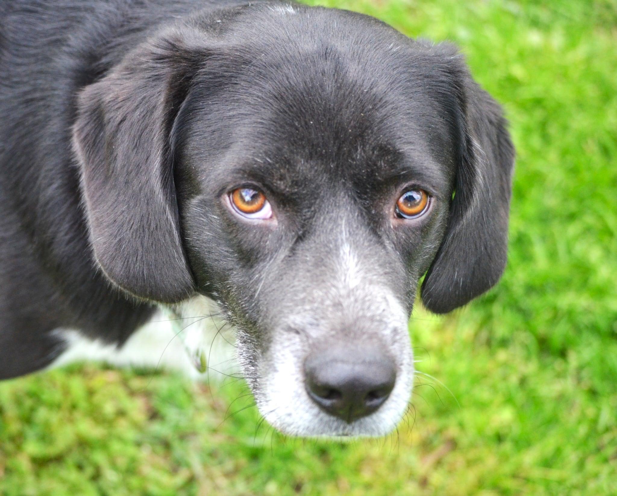 Joey, Adult Male Border Collie