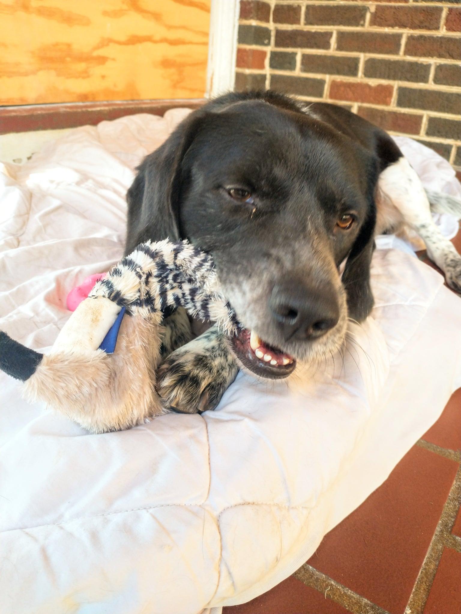 Enlarge Joey, a Adoptable mixed breed in Sylacauga, AL image 2/5