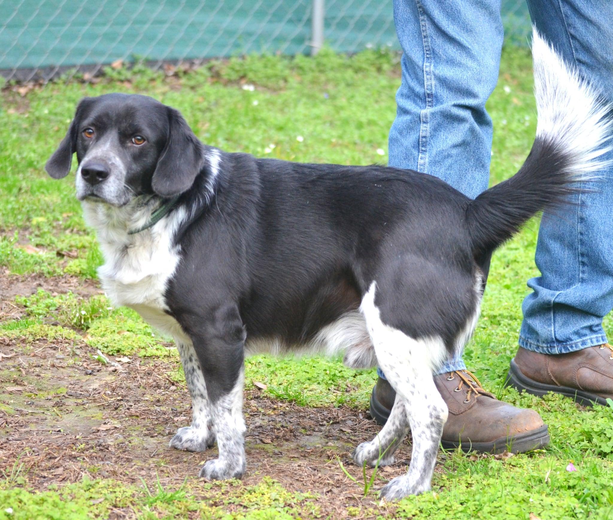 Enlarge Joey, a Adoptable mixed breed in Sylacauga, AL image 3/5