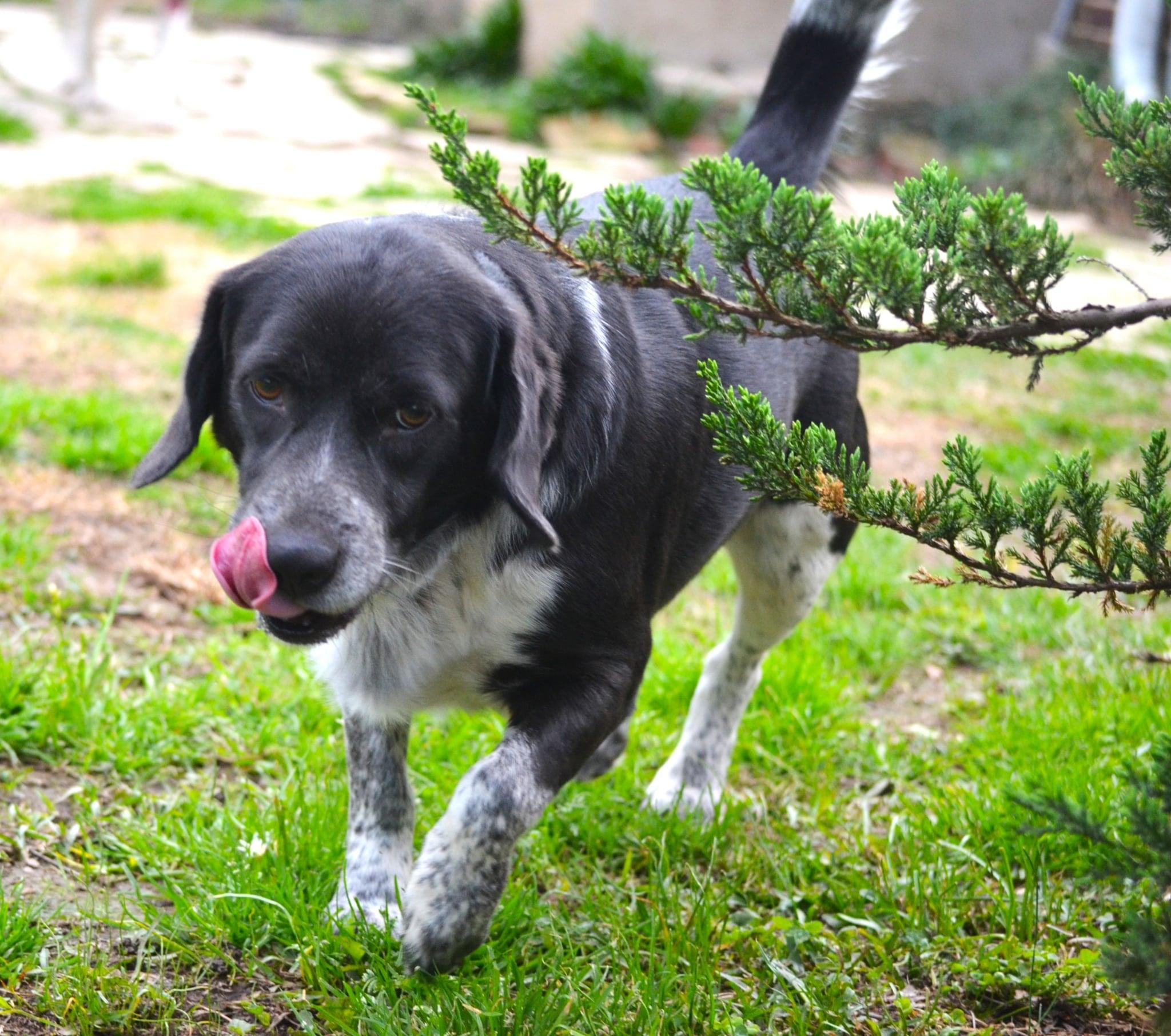 Enlarge Joey, a Adoptable mixed breed in Sylacauga, AL image 4/5