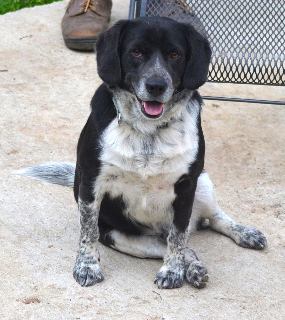 Enlarge Joey, a Adoptable mixed breed in Sylacauga, AL image 5/5