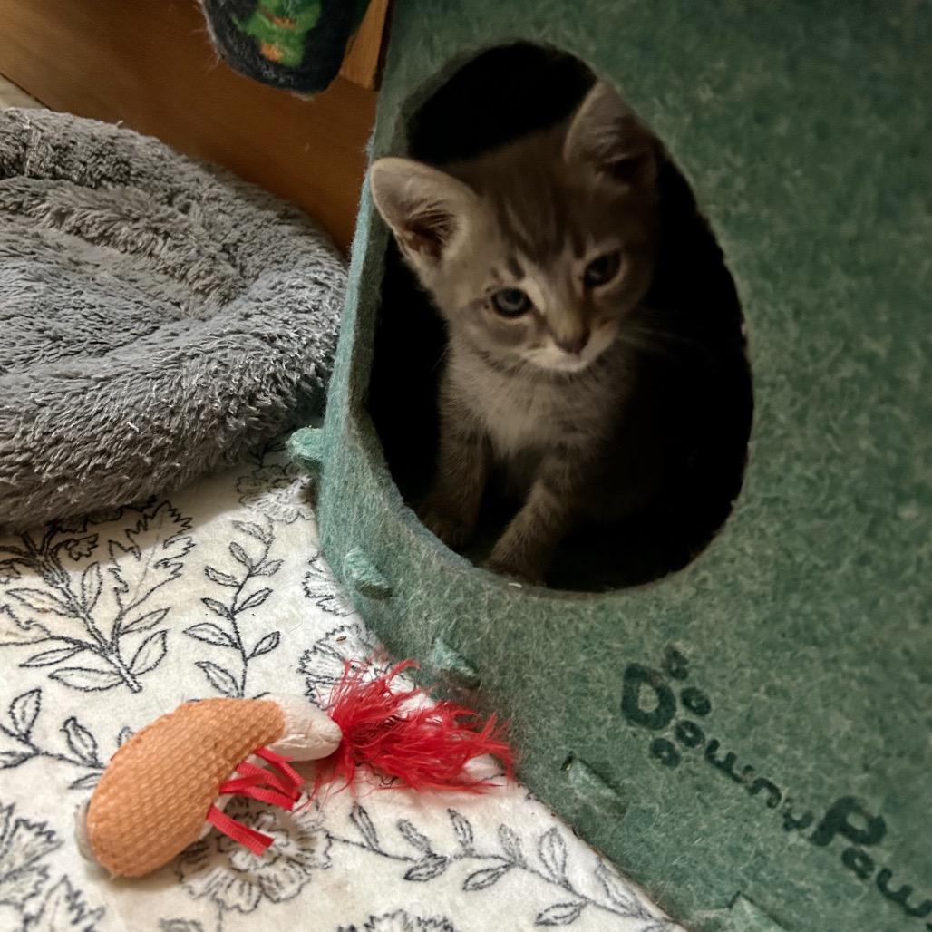 Enlarge Pip, a Adoptable Domestic Short Hair in Johnstown, PA image 1/1
